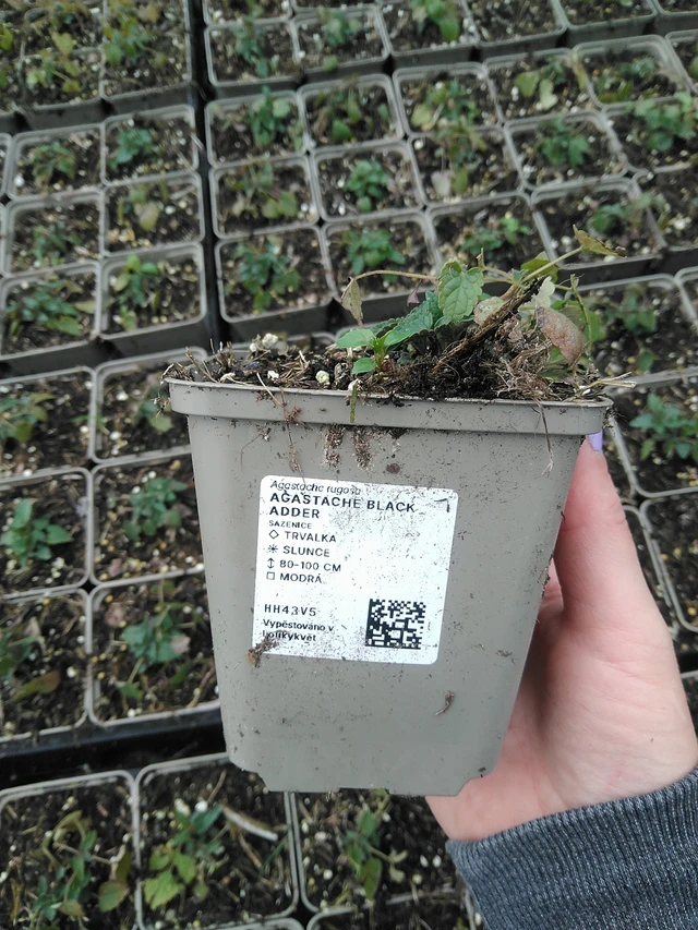 Iisoppi Black Adder - 9. 6. 2025