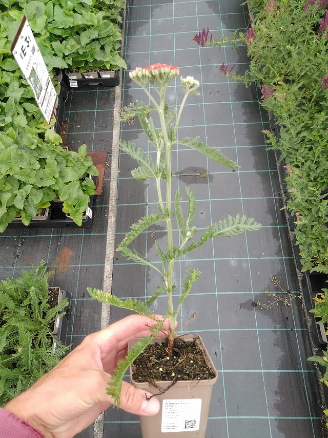 Siankärsämö Belle Epoque - 7. 7. 2025