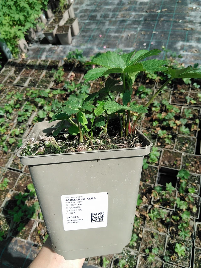 Masterwort Alba - 13. 5. 2025