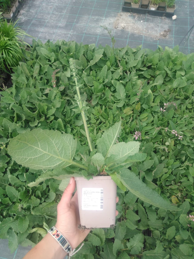 Šalvěj luční Rose Rhapsody - 2024