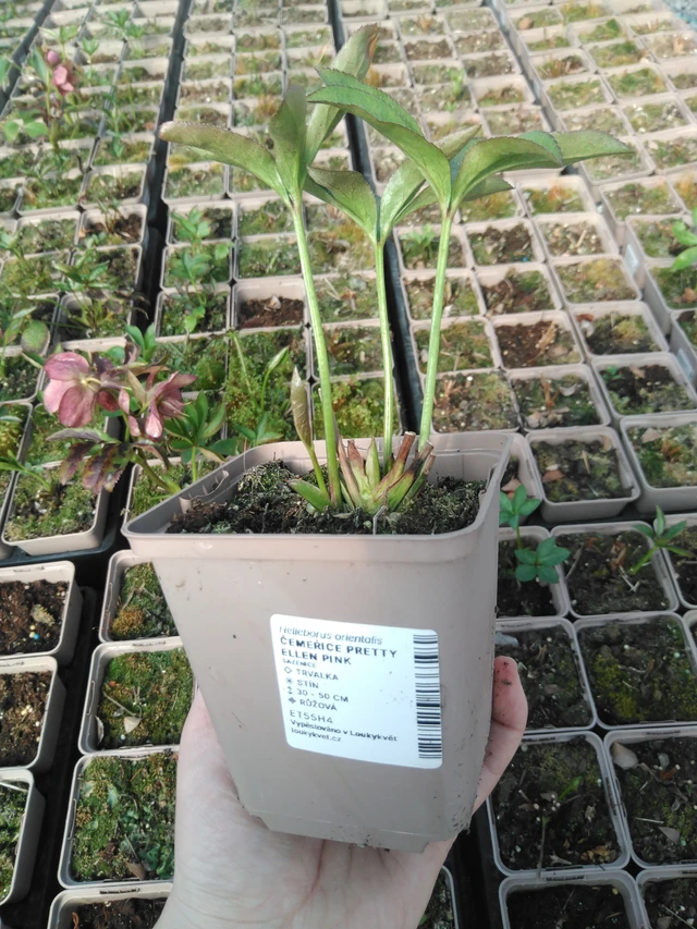 Hellebore Pretty Ellen Pink - 3. 4. 2025