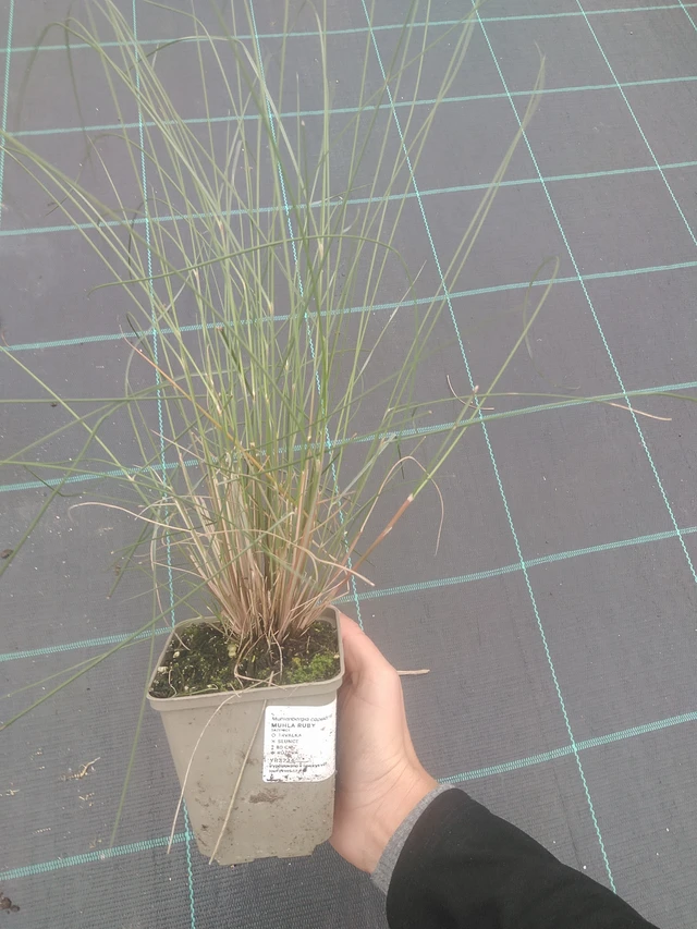 Muhla Ruby - 10. 10. 2025