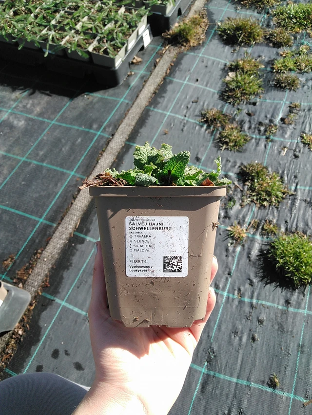 Ligeti zsálya Schwellenburg - 7. 4. 2026