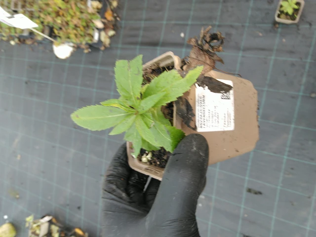 Kuunlilja Lavendelturm - 31. 10. 2025