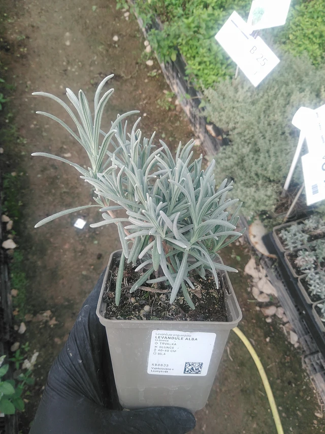Lavanda Alba - 10. 9. 2025