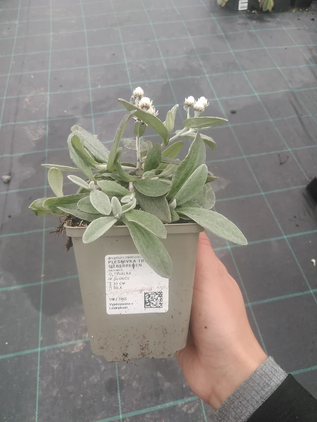 Fleabane three-veined Silberregen - 10. 10. 2025