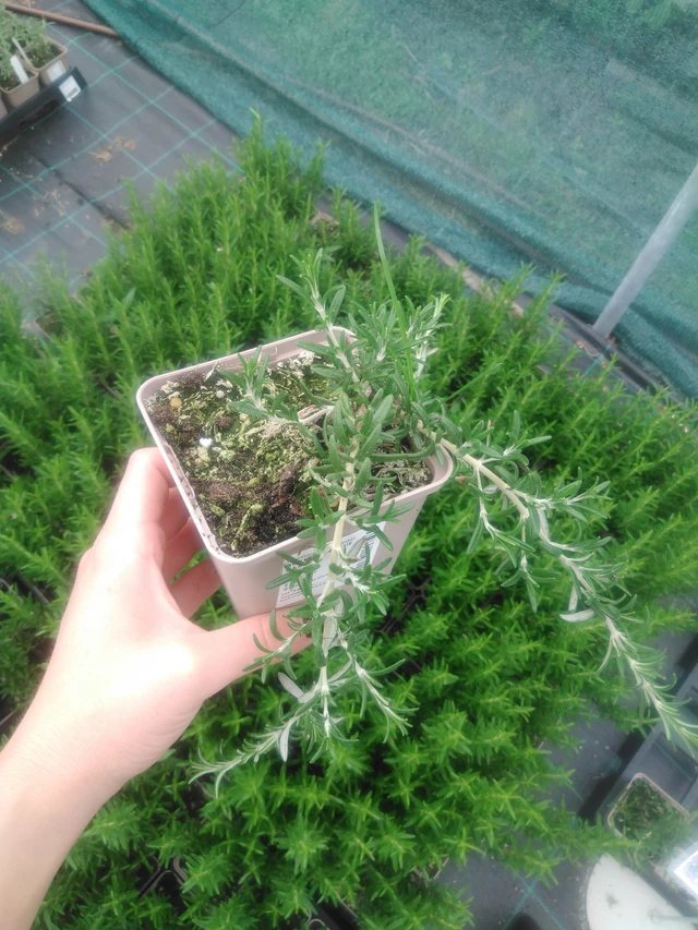 Romero Blue Cascade - 2024