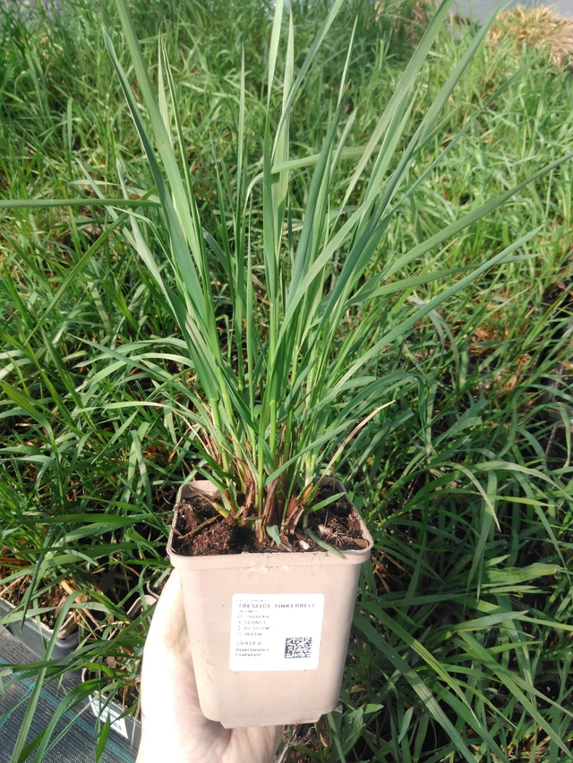 Třeslice Tinkerbell - 3. 4. 2025