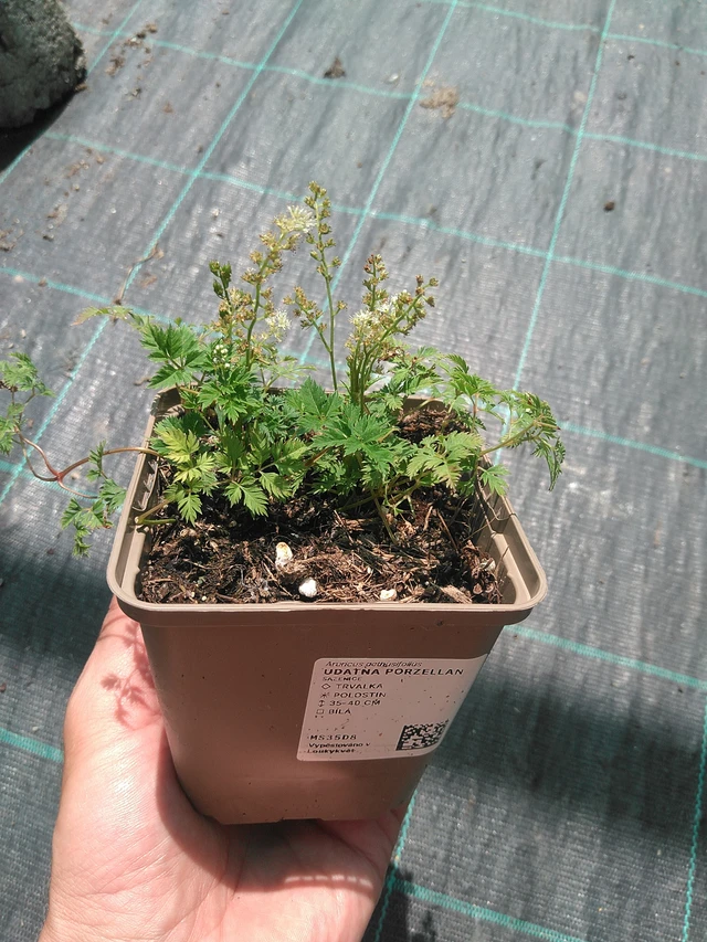 Udatna Porzellan - 24. 6. 2025