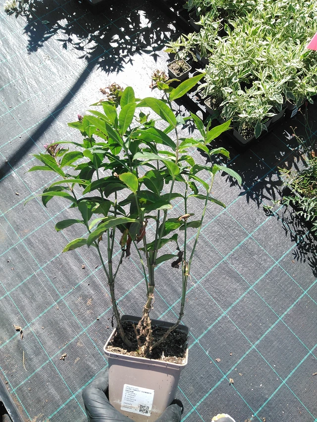 Phlox Sweet Summer Dream - 19. 8. 2025