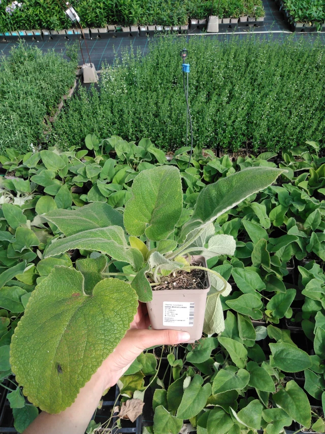 Lyhtykoiso Russeliana - 2024