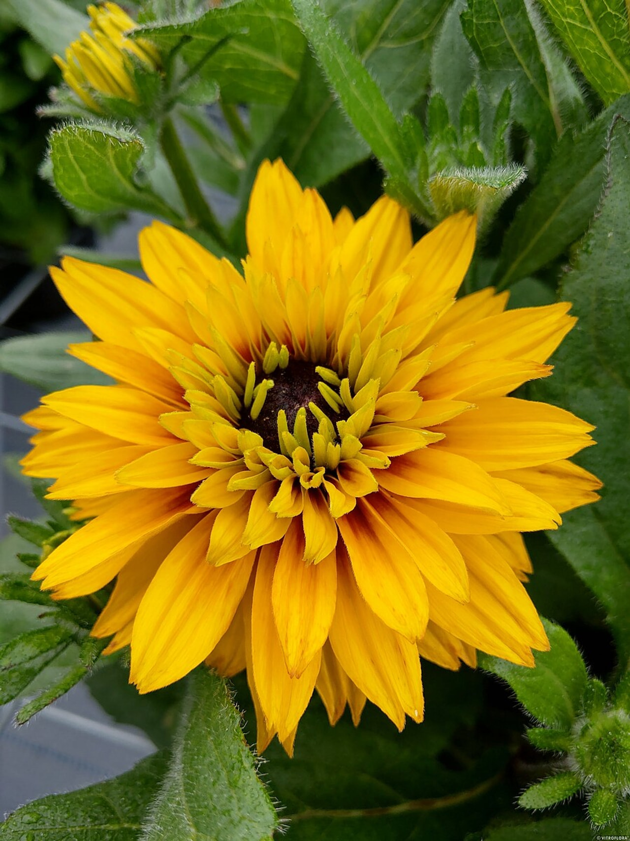 Rudbékie Flamenco Yellow, Loukykvět