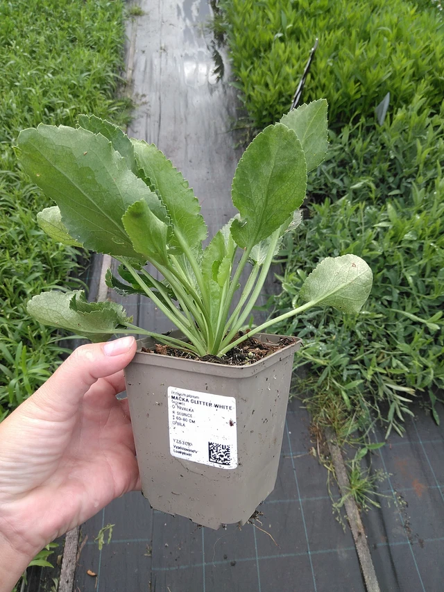 Sinipiikkiputki Glitter White - 11. 7. 2025