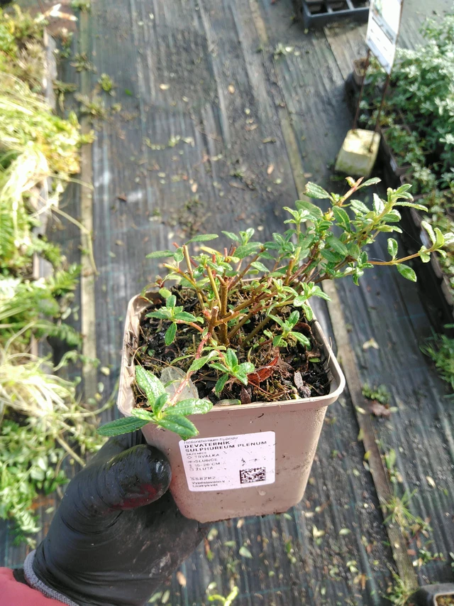 Aurinkoruusu Sulphureum Plenum - 31. 10. 2025