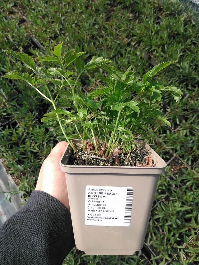 Astilbe Peach Blossom - 13. 5. 2025