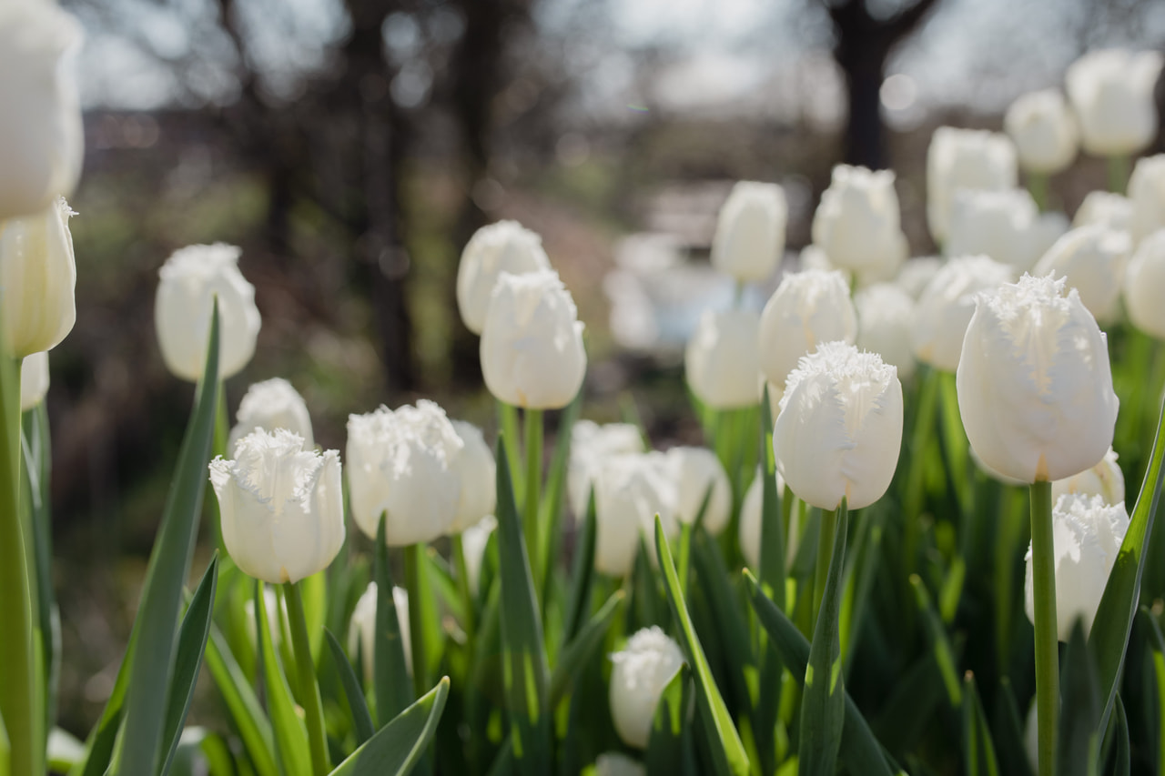 Tulipán Honeymoon, Loukykvět