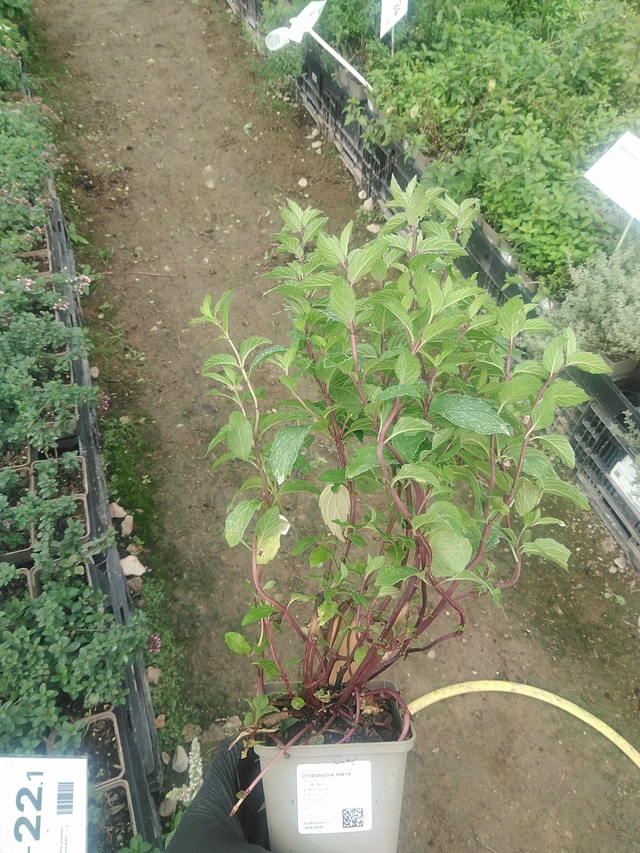 Citronová máta - 10. 9. 2025