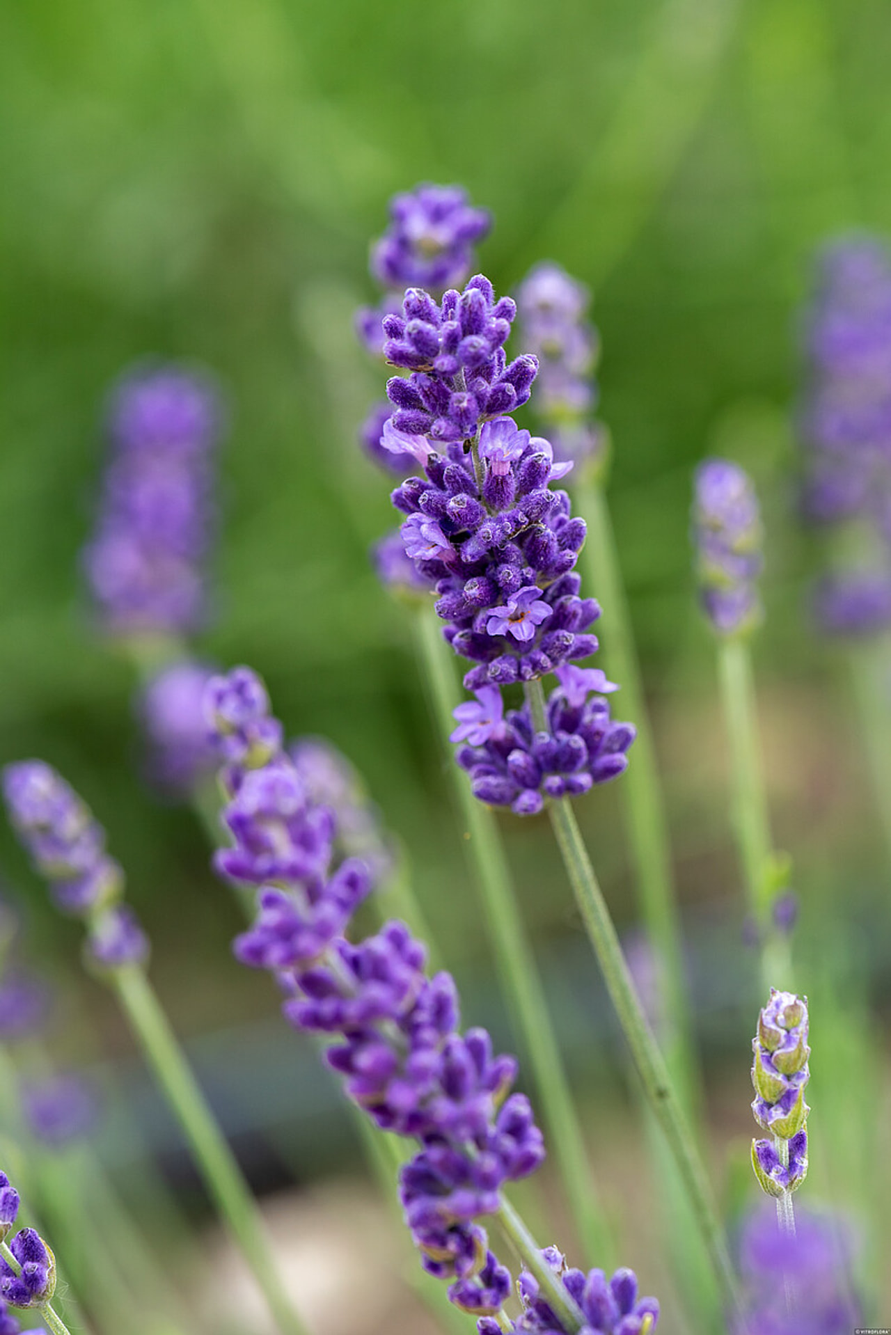 Levandule Hidcote, Loukykvět