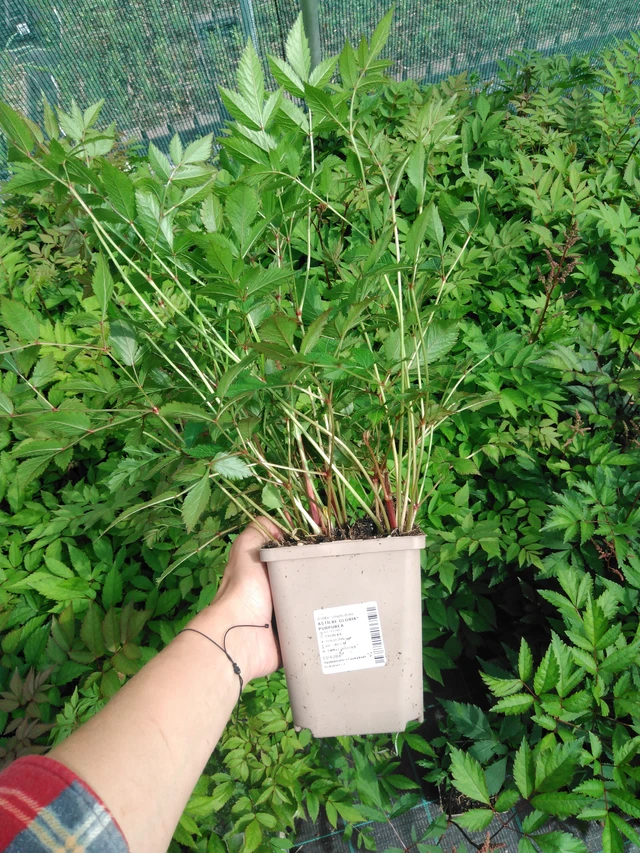 Astilbe Gloria Purpurea - 2024