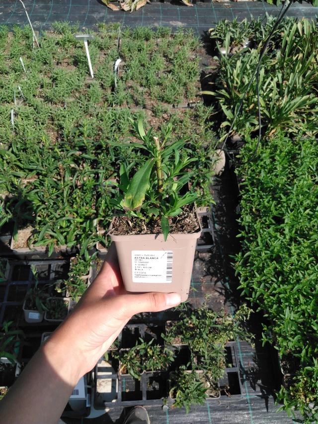 Aster Blanca - 2024