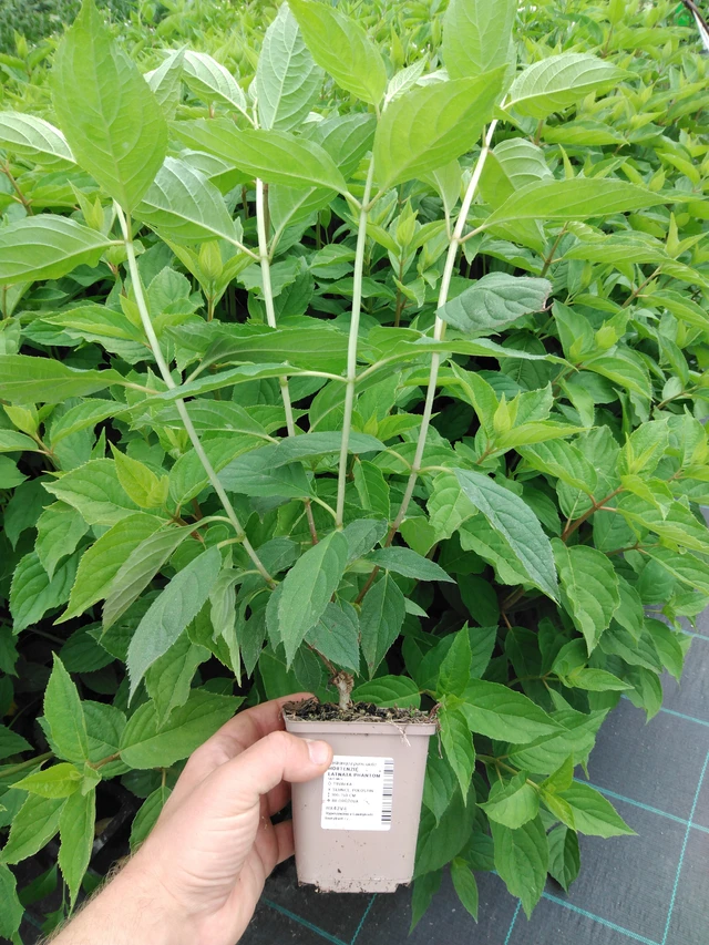 Puutarhahortensia Phantom - 2024