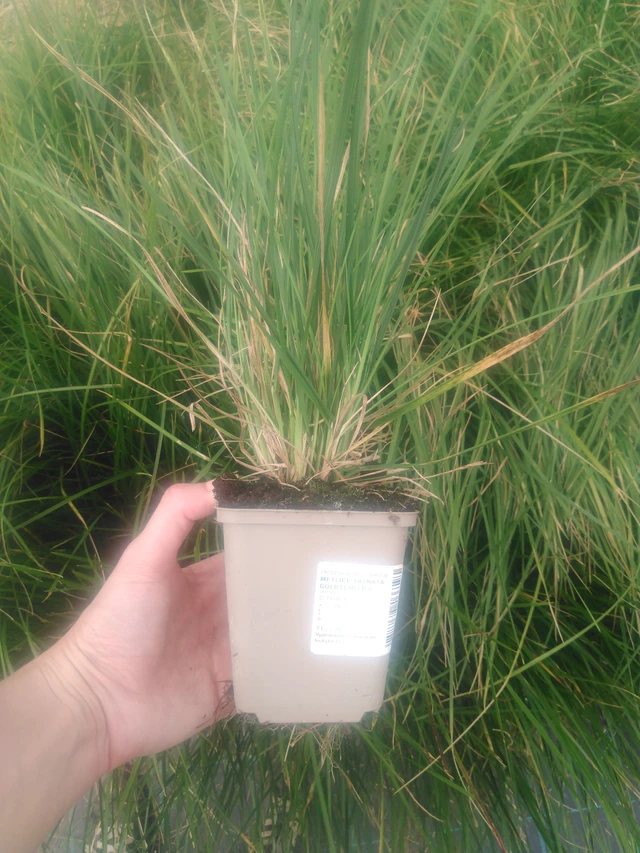 Metlice trsnatá Goldschleier - 2024