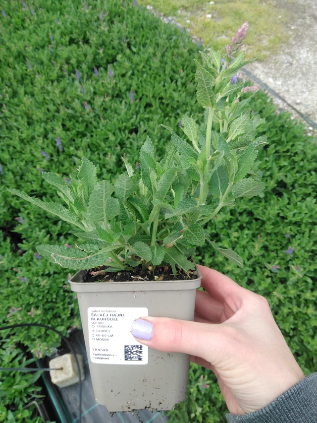 Salvia hajní Blauhügel - 9. 6. 2025