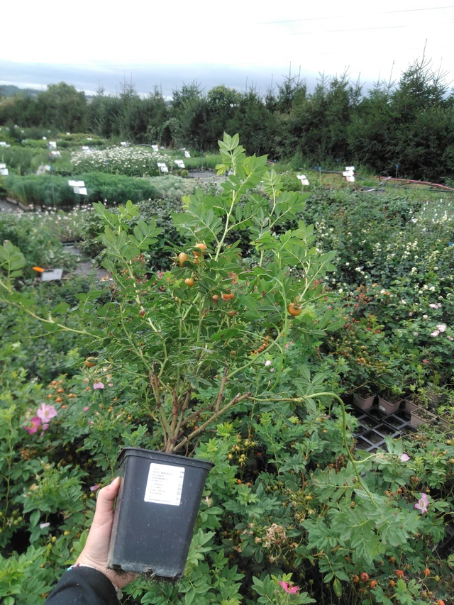 Rose Magical Delight (Kolmade) - 2024