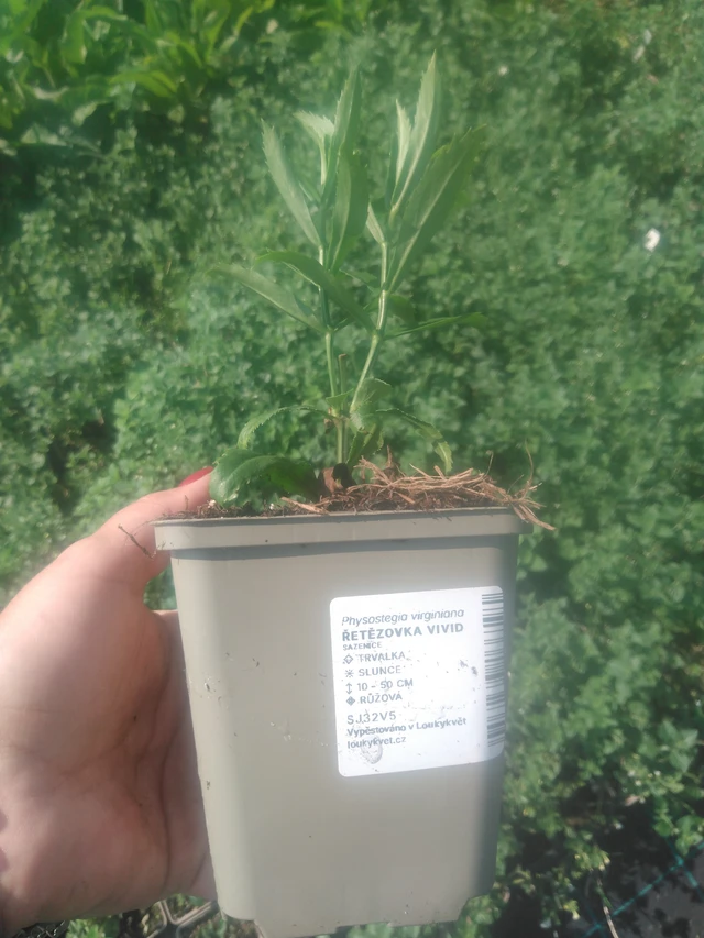 Řetězovka Vivid - 2024