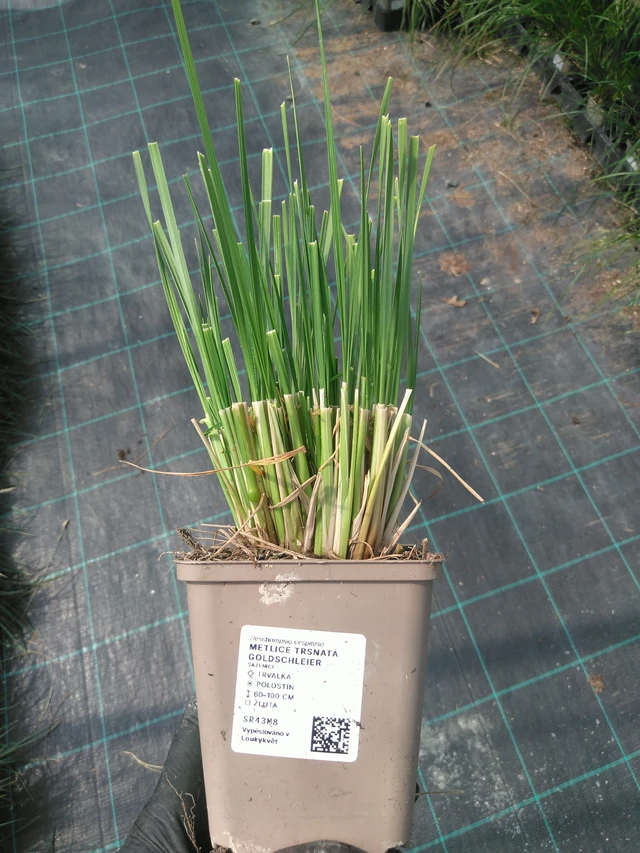 Metlice trsnatá Goldschleier - 10. 7. 2025