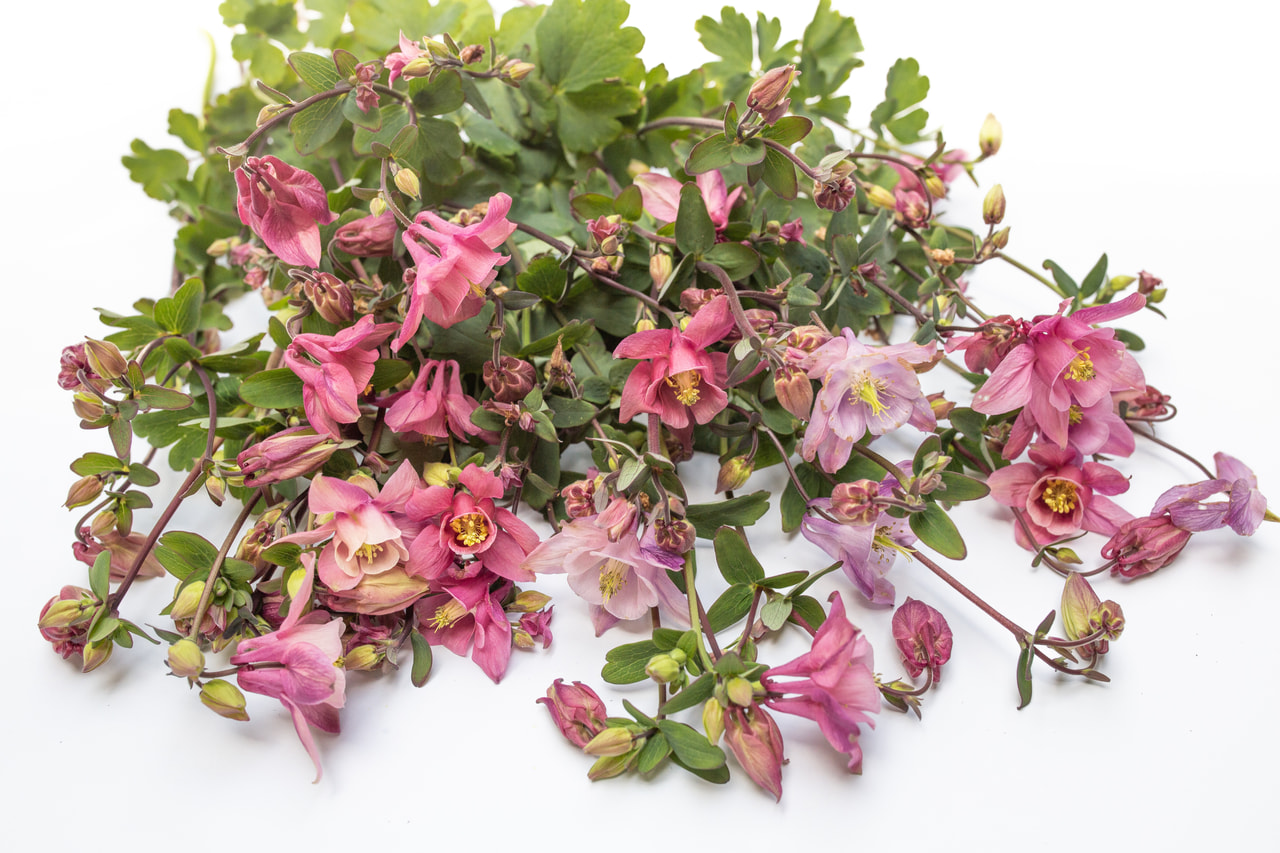 Orlíček Heidi, Loukykvět