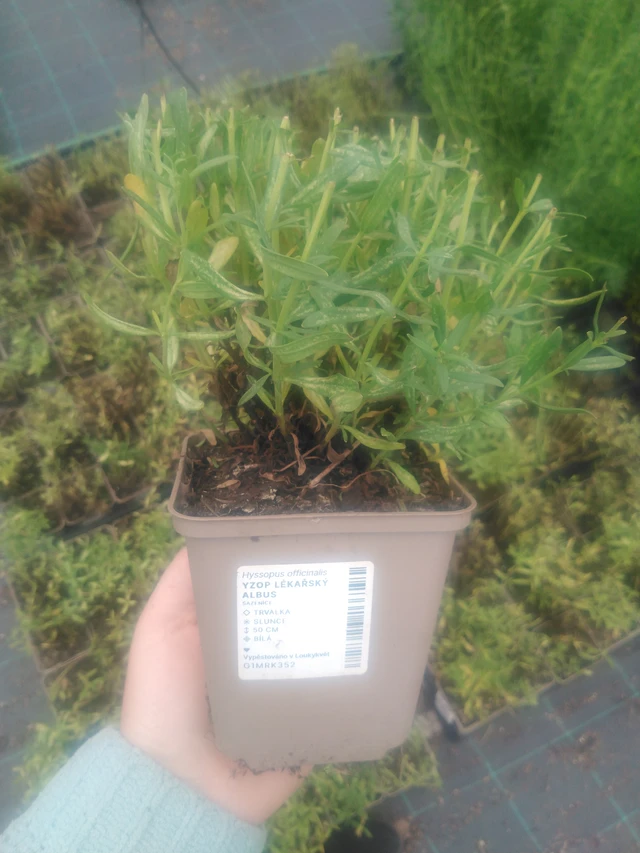 Hyssop lékařský Albus - 2024