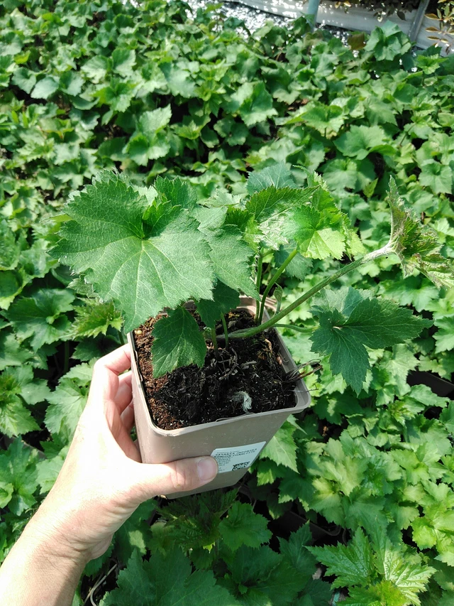 Anémona japonesa Königin Charlotte - 13. 5. 2025