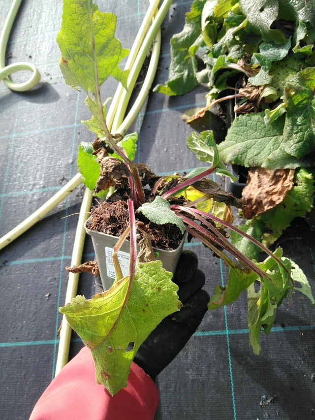 Kukonharja musta - 31. 10. 2025