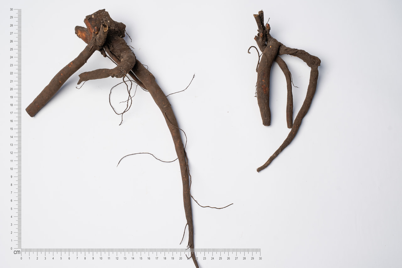 Pivoňka Alertie, Loukykvět