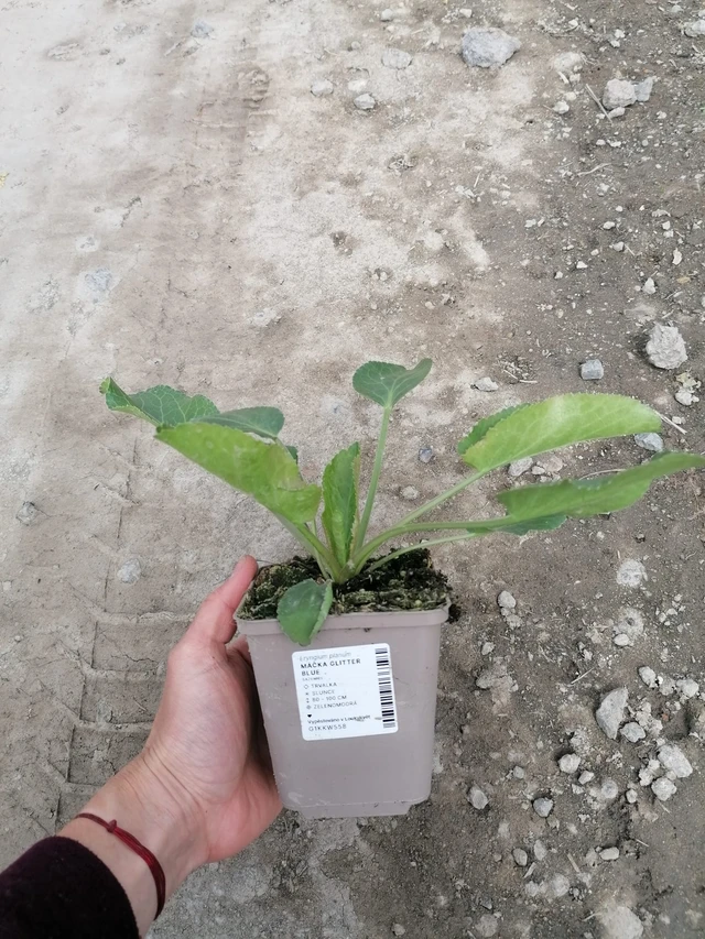 Pallopartiainen Glitter Blue - 2024