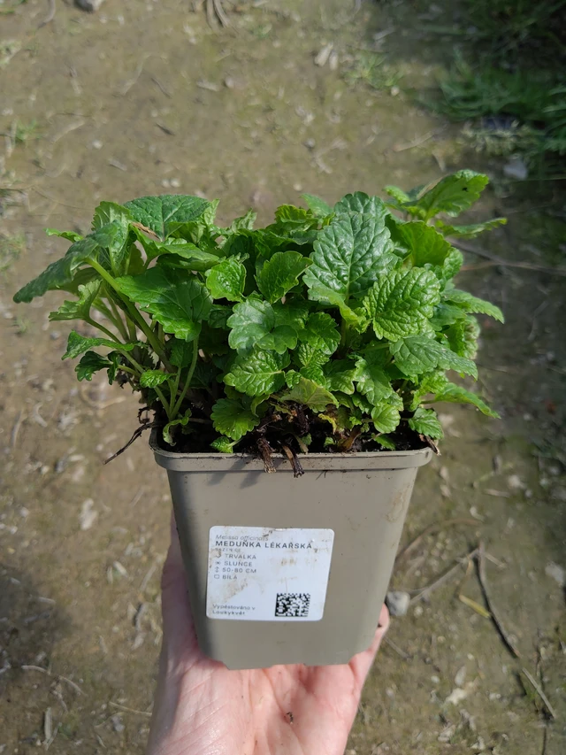 Citromfű - 27. 3. 2026