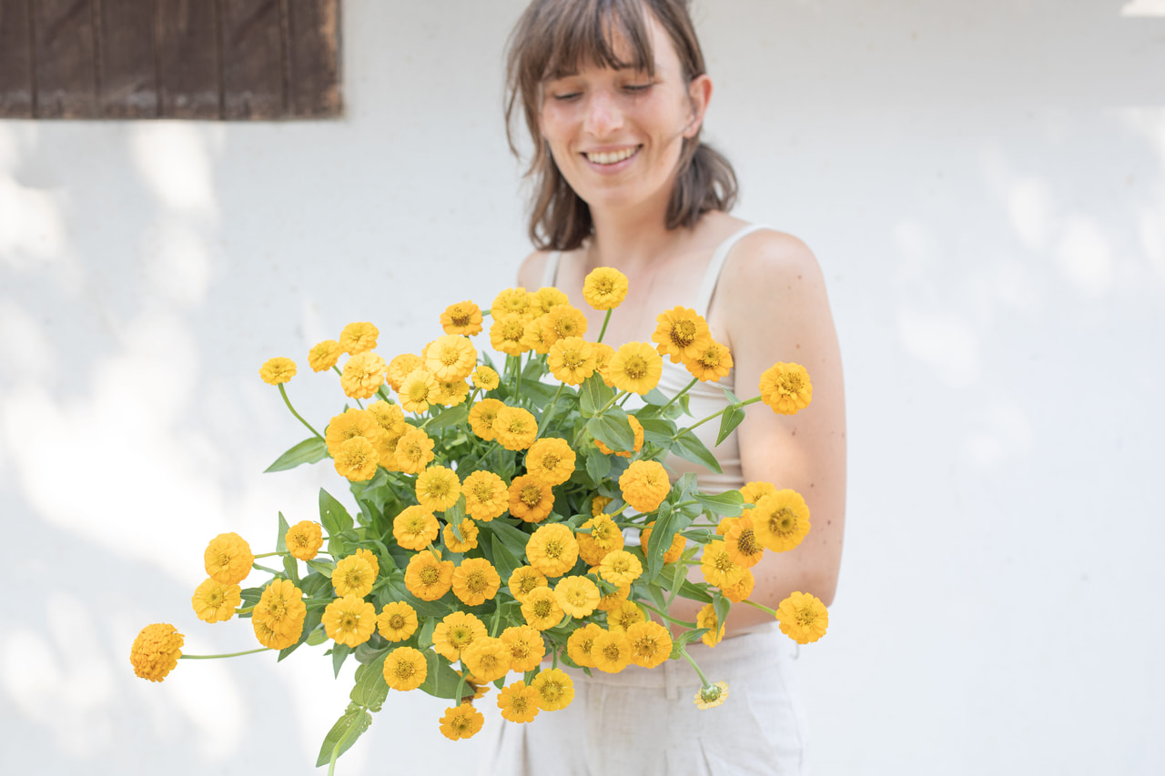 Cínie Lilliput Yellow, Loukykvět