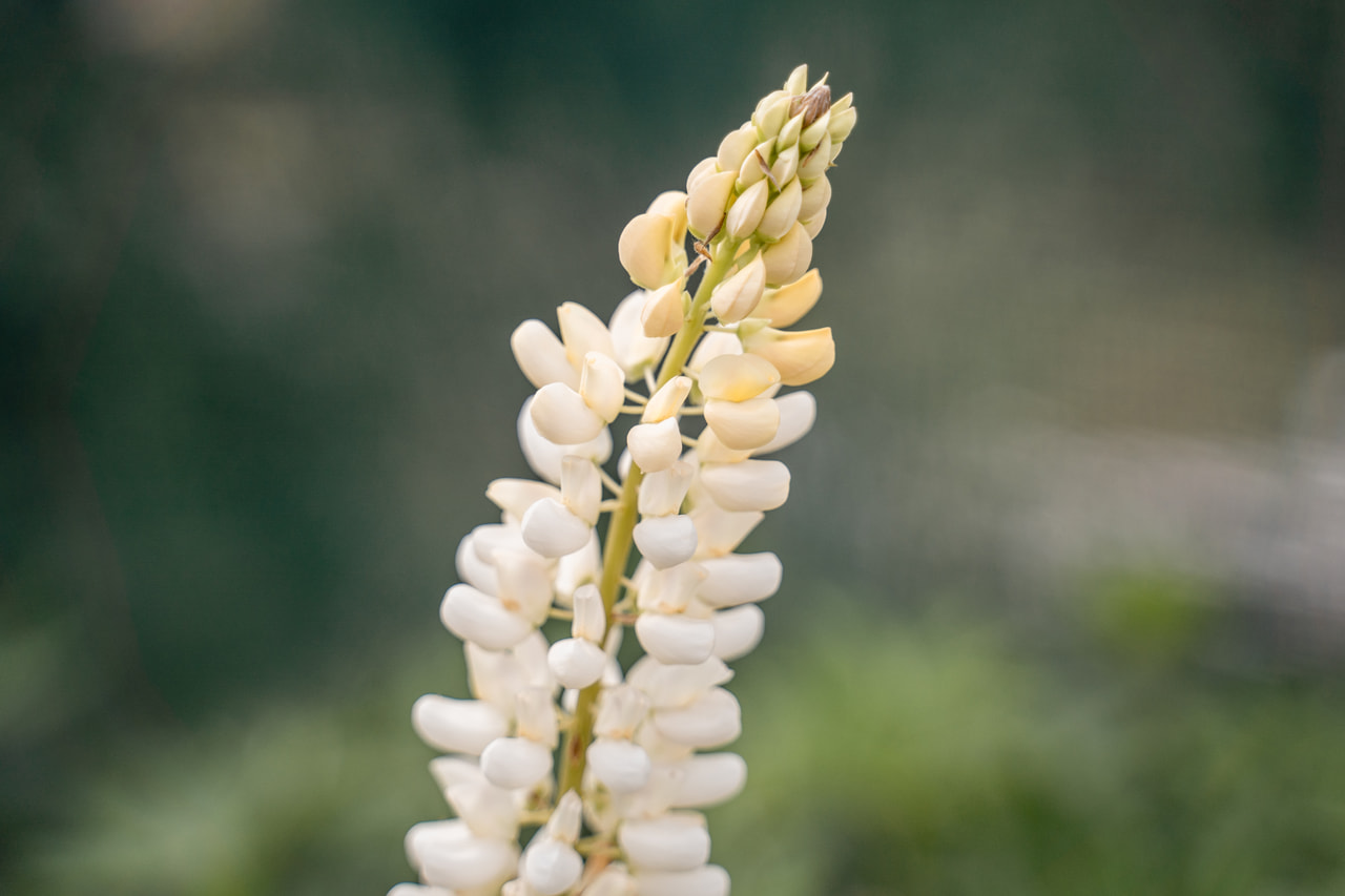 Csillagfürt Band of Nobles Fräulein, Loukykvět