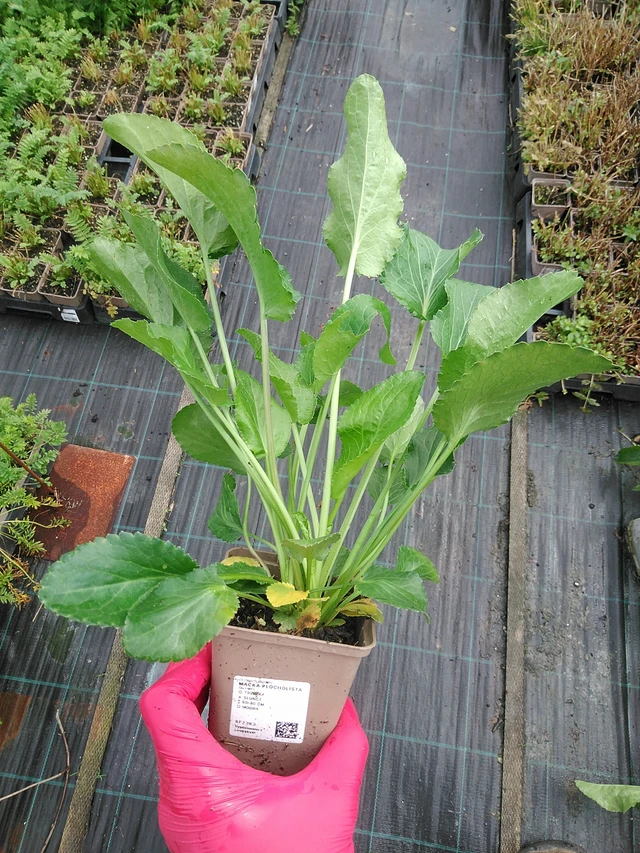 Panicaut plan - 29. 7. 2025