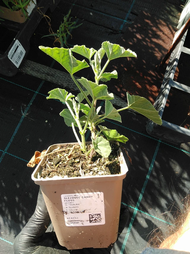 Malva real Candy Floss - 19. 8. 2025