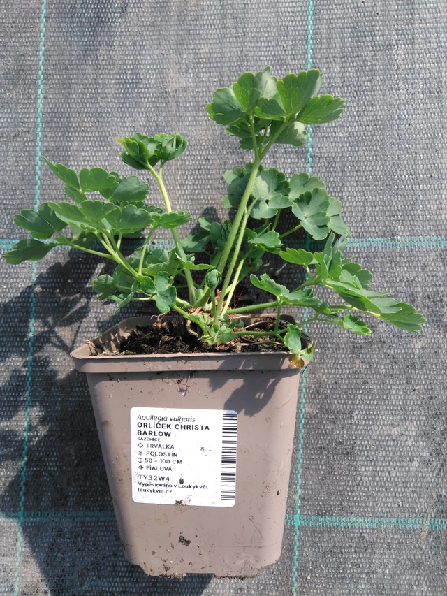 Akvileija Christa Barlow - 3. 4. 2025