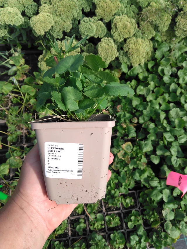 Malva Brilliant - 2024