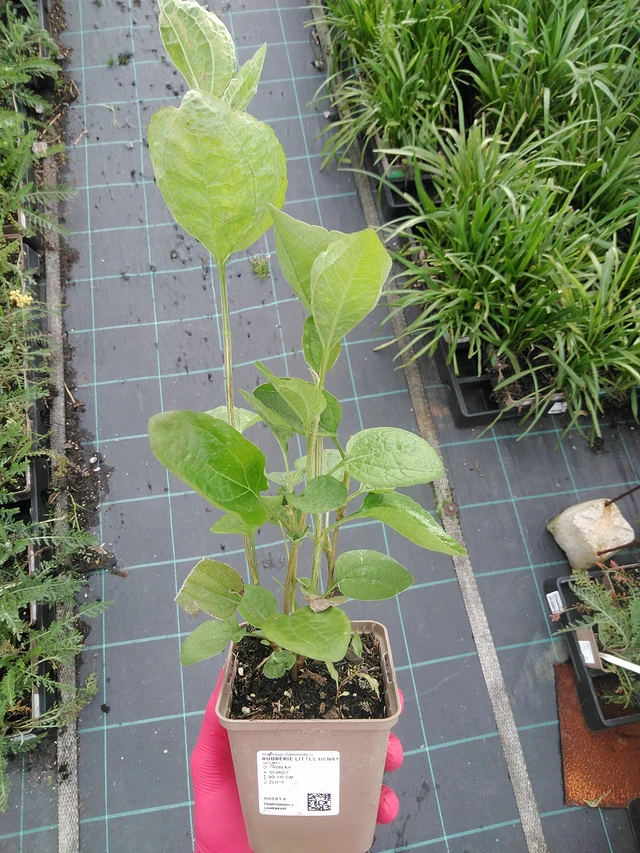 Rudbeckia Little Henry - 29. 7. 2025