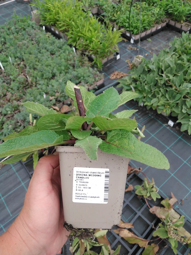 Verbasco Wedding Candles - 2024