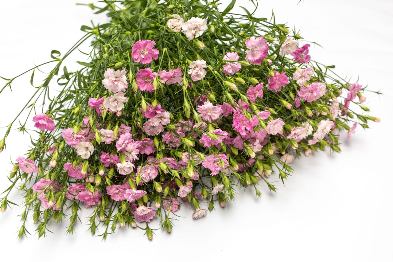 Hvozdík Dynasty Pink Magic, Loukykvět