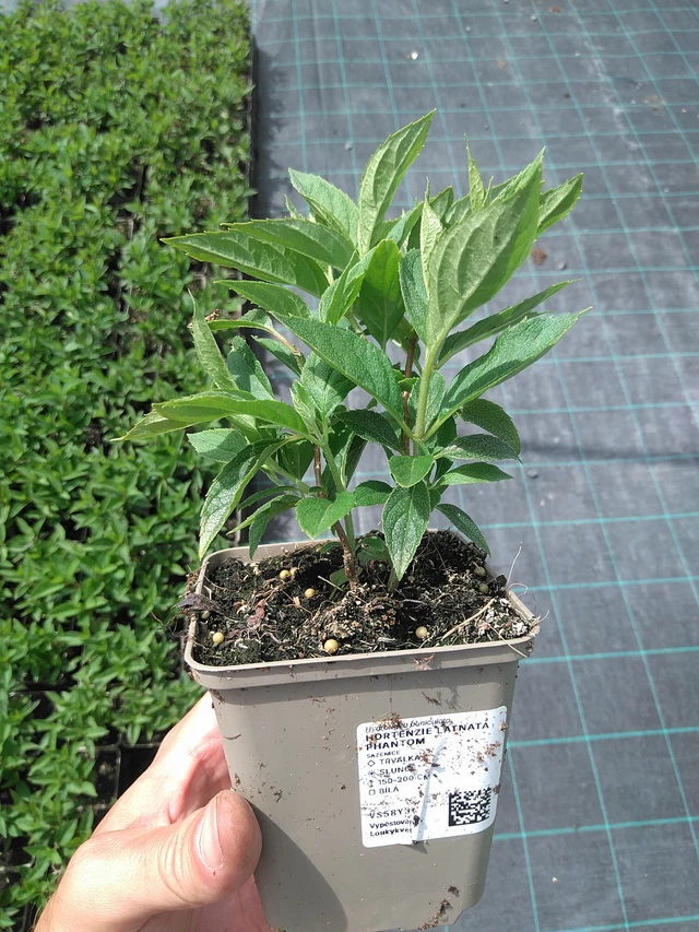 Puutarhahortensia Phantom - 26. 6. 2025