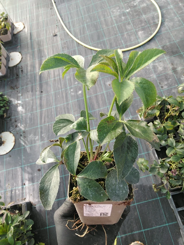 Eléboro Pretty Ellen Purple - 31. 10. 2025