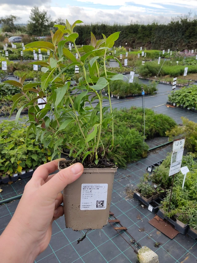 Menta de montaña americana Muticum - 9. 10. 2025