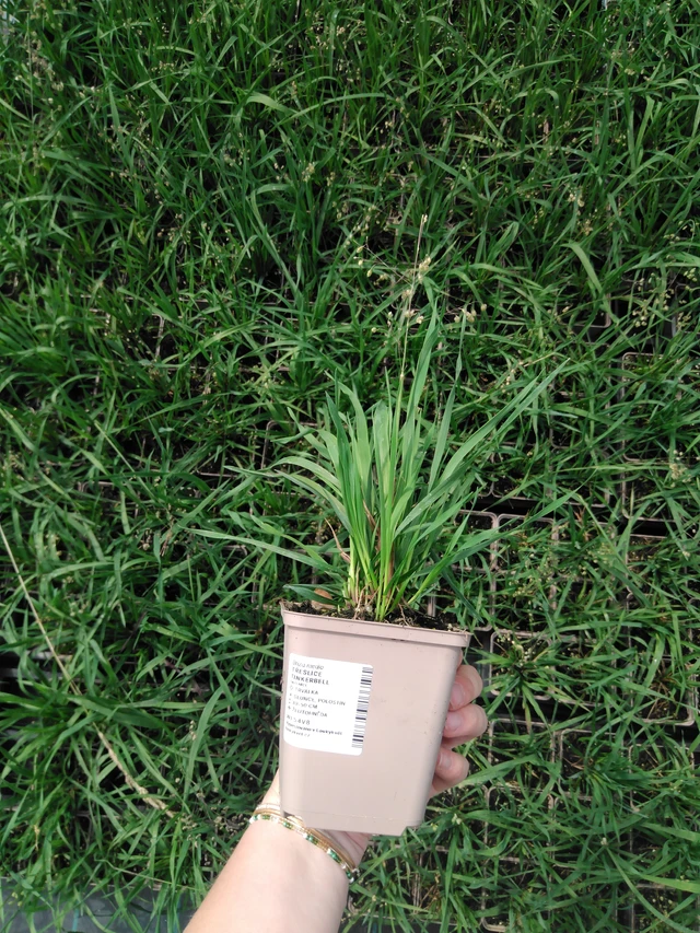 Třeslice Tinkerbell - 2024